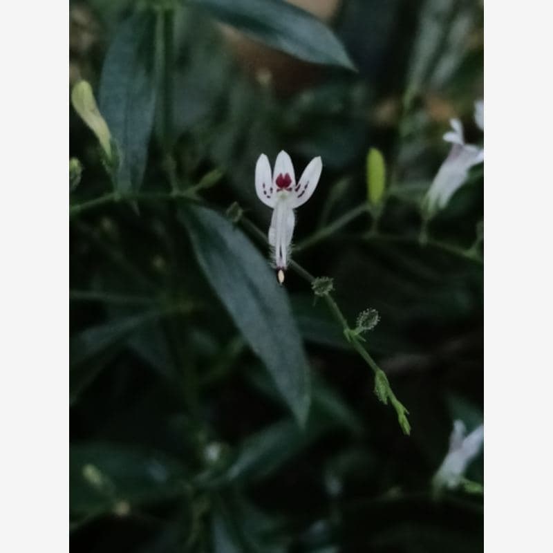 Foto Sambiloto
