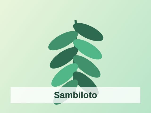 Foto Sambiloto