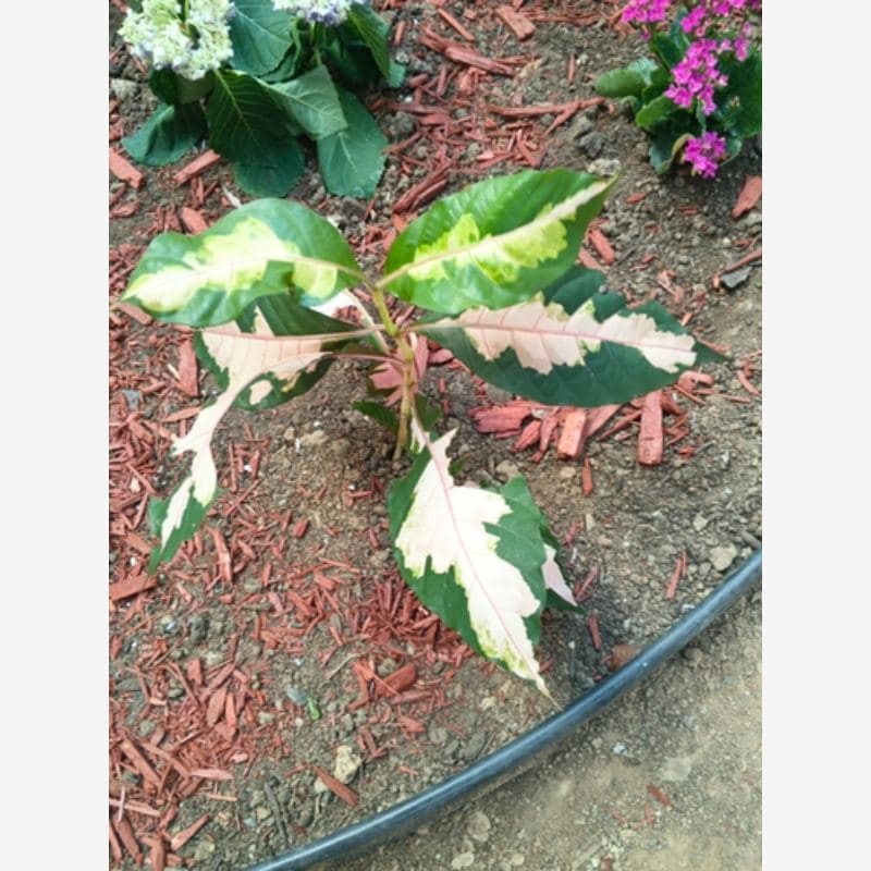 Foto Daun Ungu
