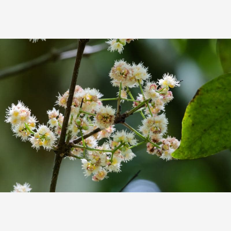Foto Daun Salam