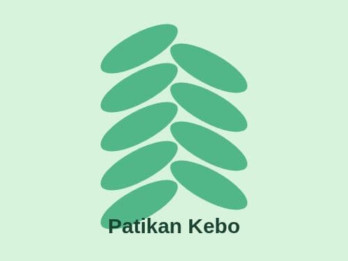 Foto Patikan Kebo