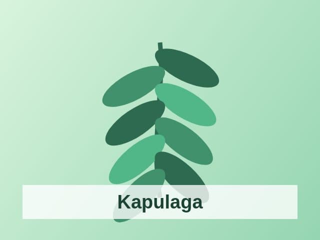 Foto Kapulaga