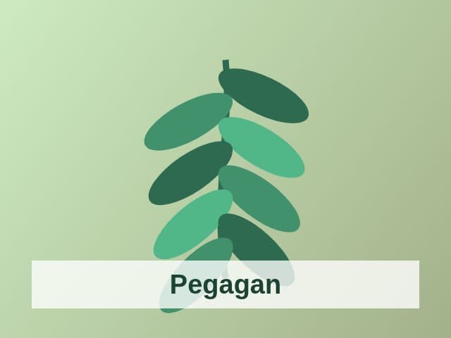 Foto Pegagan