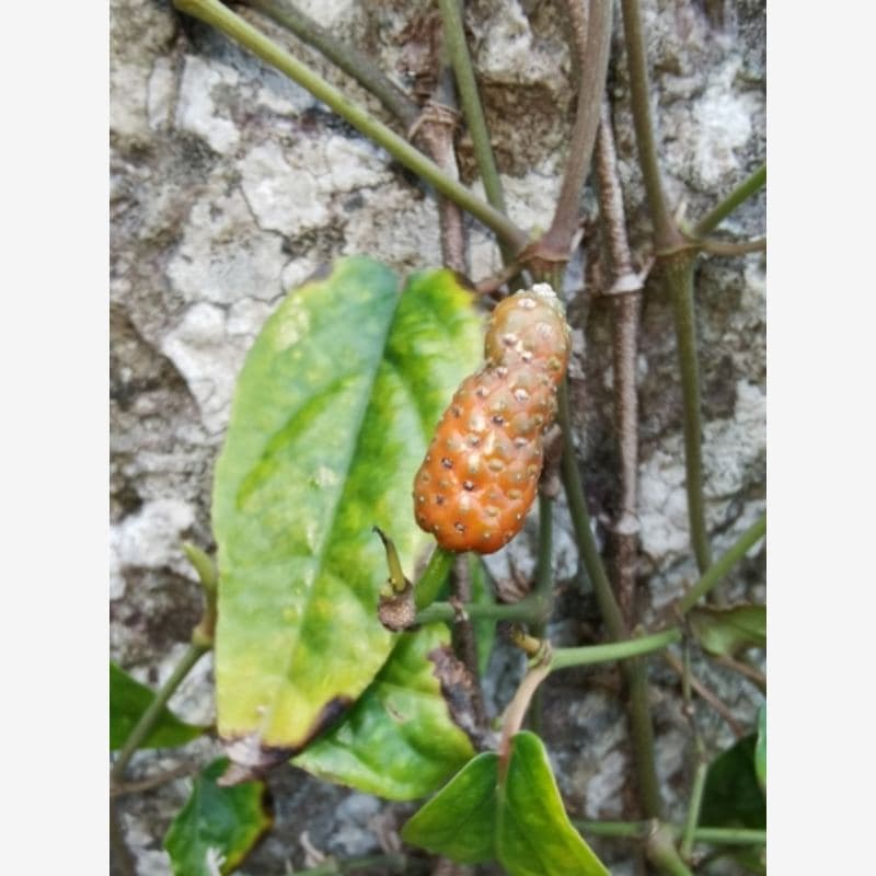 Foto Cabe Jawa