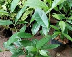 Foto Daun Salam