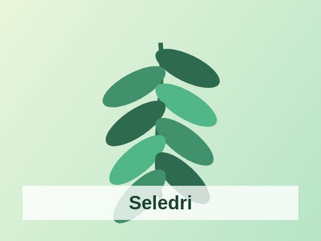 Foto Seledri