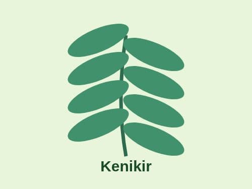 Foto Kenikir