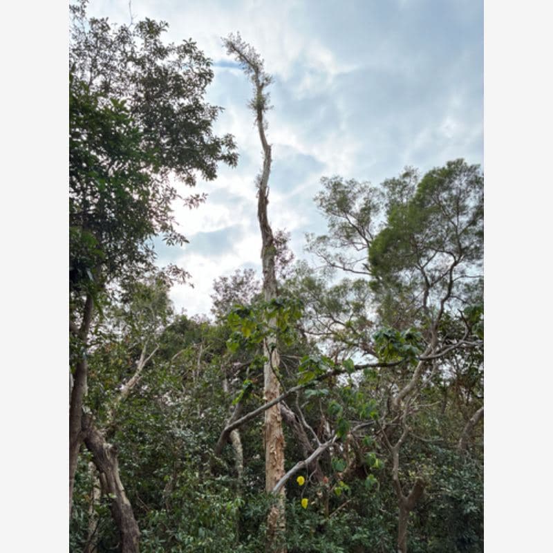 Foto Kayu Putih