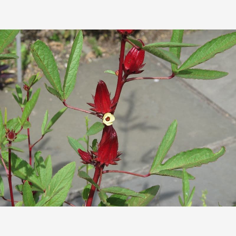 Foto Rosella