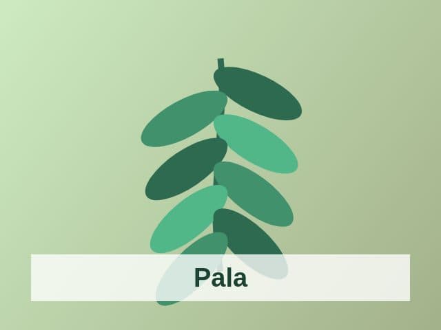 Foto Pala