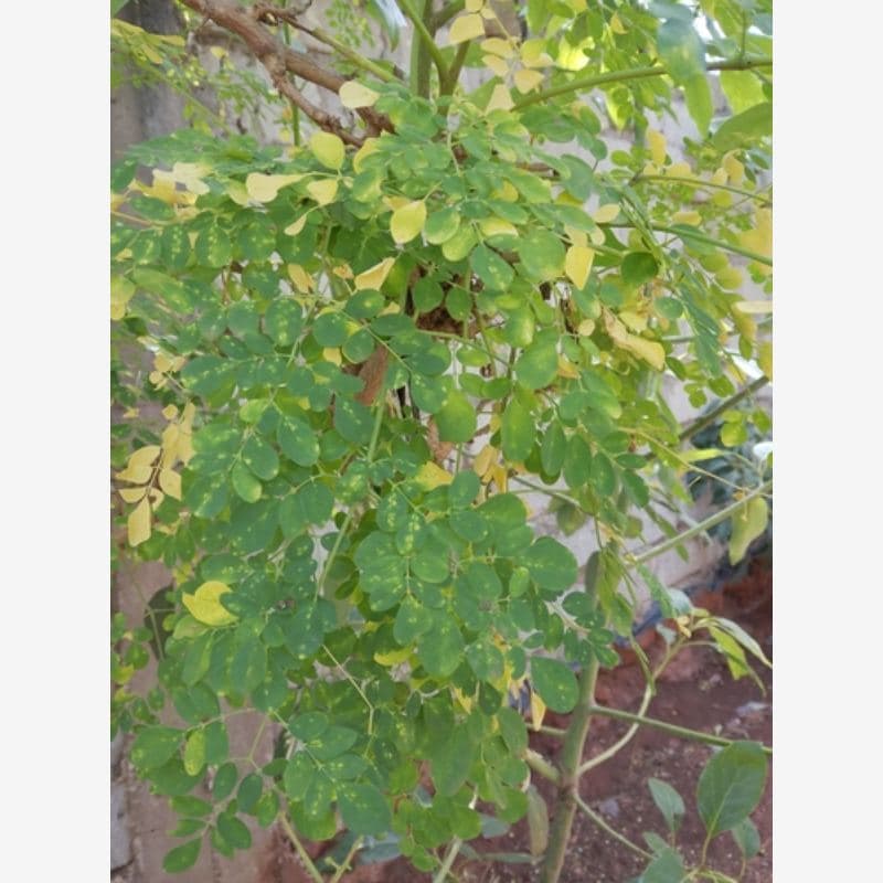 Foto Daun Kelor
