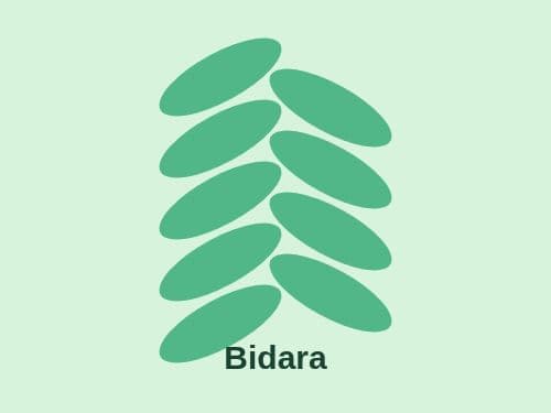 Foto Bidara
