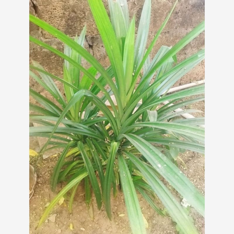 Foto Pandan Wangi